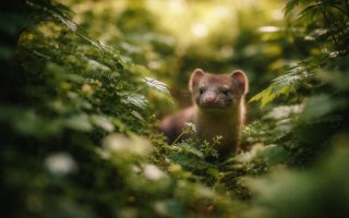 fouine-cachee-jardin-nature-luxuriant