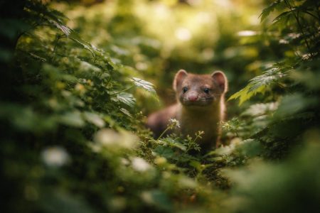 fouine-cachee-jardin-nature-luxuriant